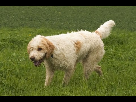 Все породы собак.Вандейский брикет-гриффон (Briquet Griffon Vendeen)