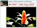 Ashrama Gardens Photo Video # 0469 - Aug 31, 2021 Edition  - Mid Aug 2021 Clicks