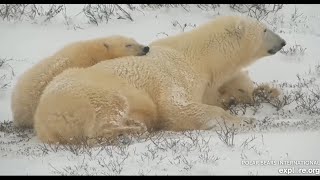 Полярные медведи  куропатка закат 06112022 Канада