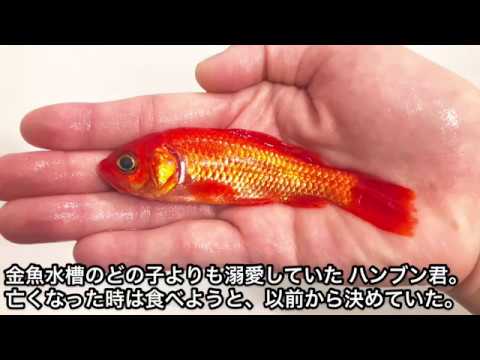 病気で死んだ金魚を食べる Youtube