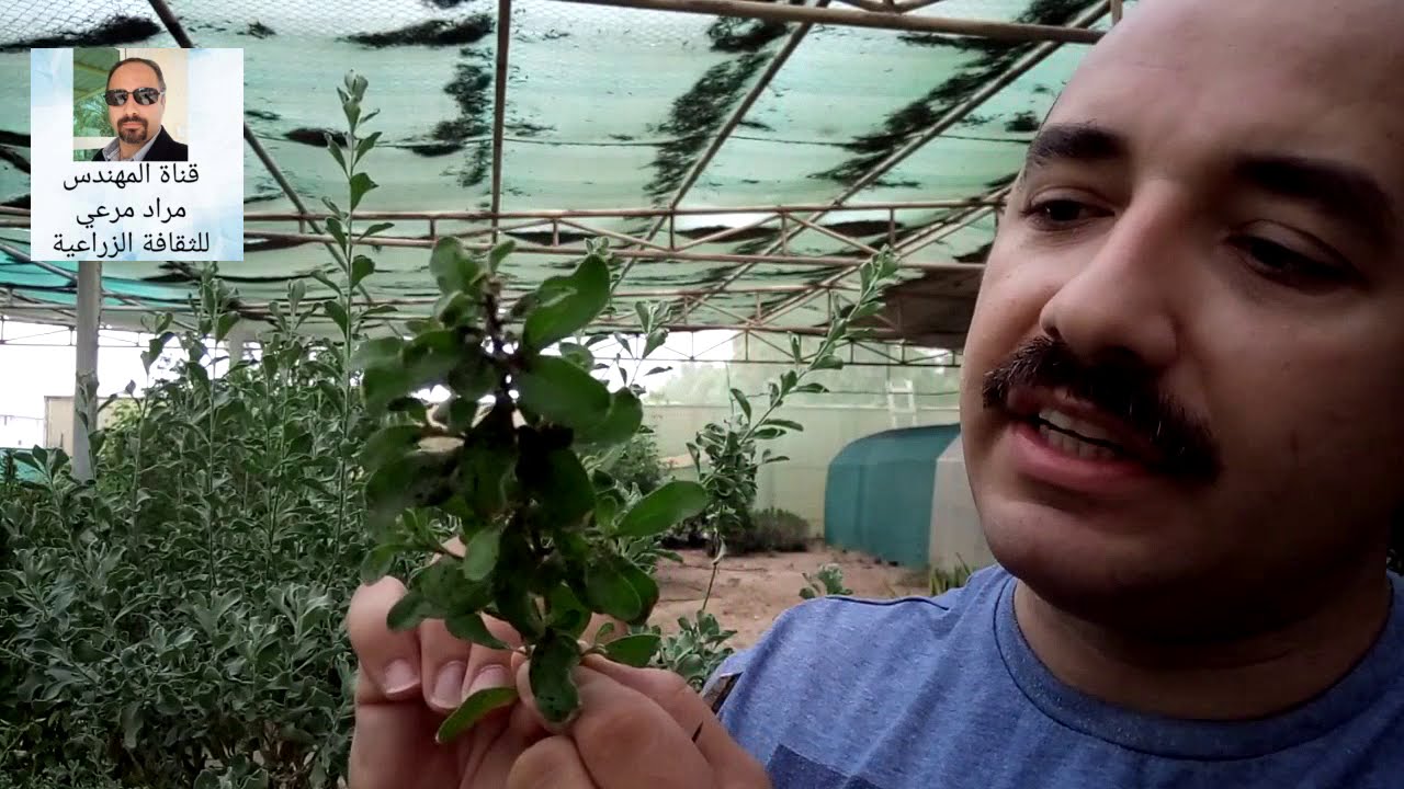 اتربلكس نبات لعلف الحيوانات الصحراوية وتجميل الحدائق طرق تكاثر Atarplex ...