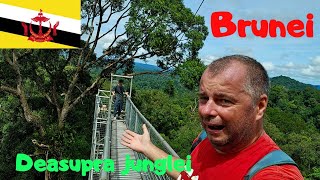 Poduri Suspendate Și Șerpi Cobra - Experiență Terifiantă  În Sălbăticia Insulei Borneo