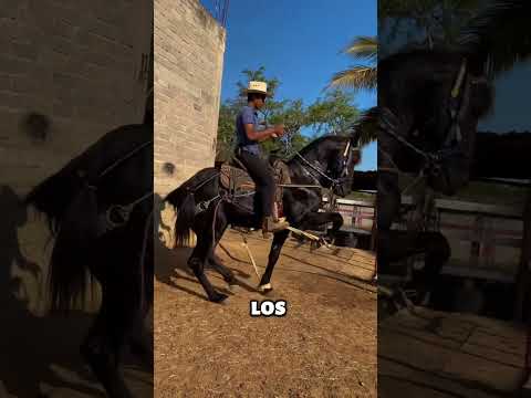 Entrenar Caballo Bailador
