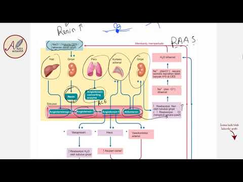 Video: Di mana angiotensinogen dihasilkan?