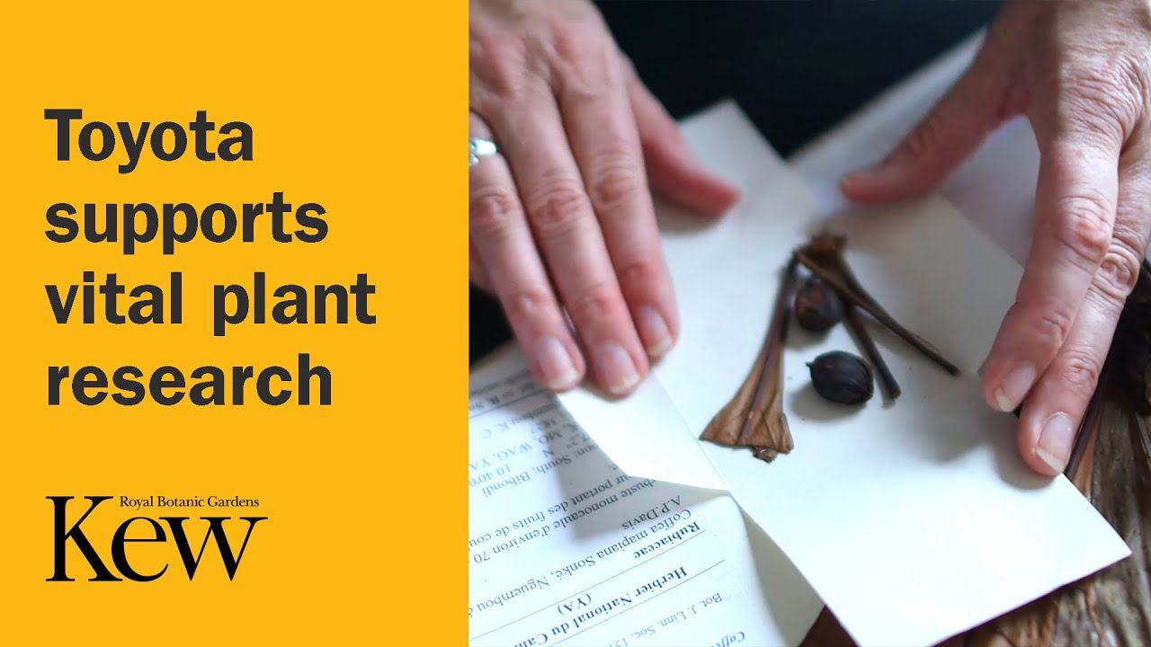 Toyota supports vital research into the world’s most threatened plant species