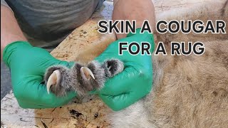 Skinning a cougar mountain lion