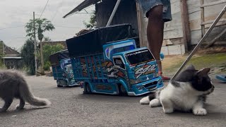 Hdanir Di Amuk Warga Gara Nabrak Anak Kucing Duet Oleng Duo Canter Mboiss