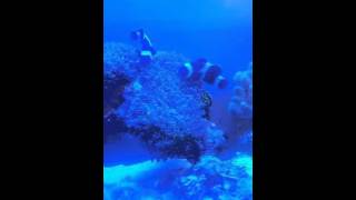 Possible clownfish pre spawn