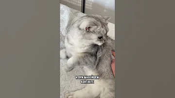 6 признаков того, что котик тебя боится #кот #коты #кошка