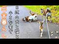 豪雨の日のワンニャンズ / 野良猫ちゃんたちのこと【北海道で田舎暮らし】