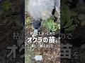 枯れてしまったのでオクラの苗を買ってきてもらって植え直したばあちゃん #shorts