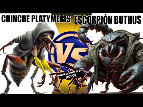 PLATYMERIS BUG VS BUTHUS SCORPION