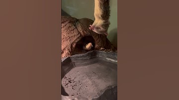 $1000 Ball Python’s First Meal Home!!!! #animals #animalshorts #feeding #asmr #snake #education