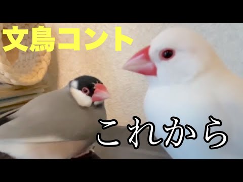 【爆笑】文鳥コント　これから　#054