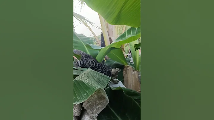 Video 10931101: bengalcat bengals cats, little bengal cat, bengalcat usa, pretty bengal