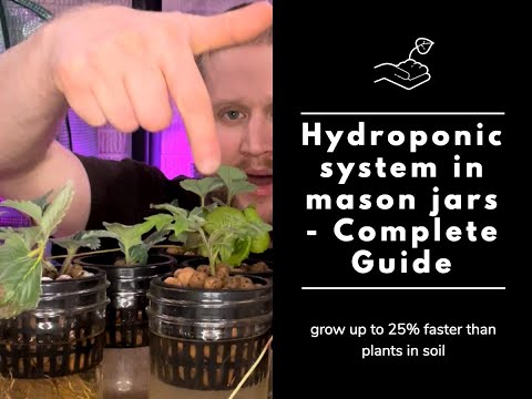 Video: Mason Jar Hydroponics: come coltivare un giardino idroponico in barattoli di vetro