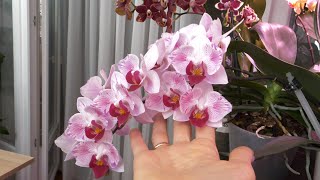 картинка: ЧУМАЗАЯ орхидея и её ЦВЕТУЩИЕ подруги. ГРОЗДИ цветов.