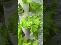 ¡Cosecha SIN TIERRA! 🥬 Aprende Hidroponía desde cero #shorts #hidroponía
