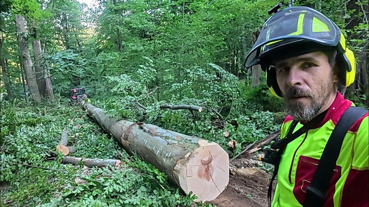 Вырубка бука и последующая его транспортировка трактором для завершения следующего насаждения, Amles