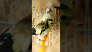 Και συνεχίζουμε... #Jimmys_Aviary #carduelis_carduelis_major #breeding #2026 #goldfinch