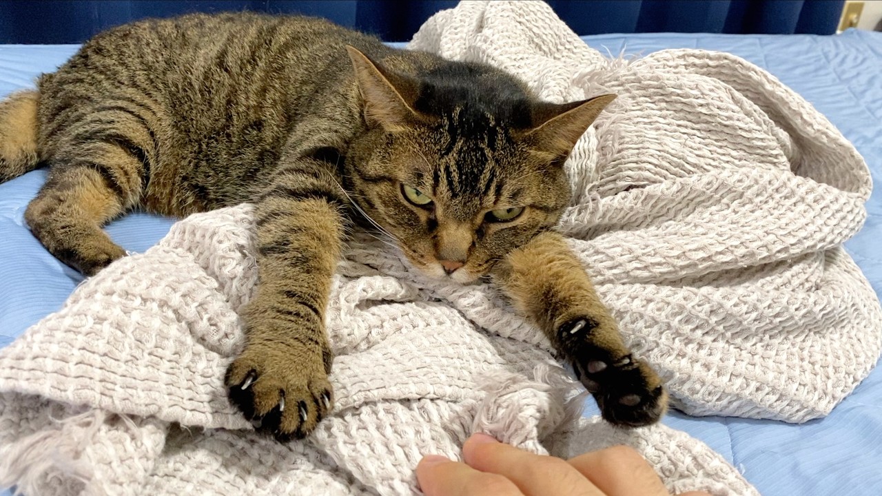 A ferocious cat that acts like it owns the place and hogs its
