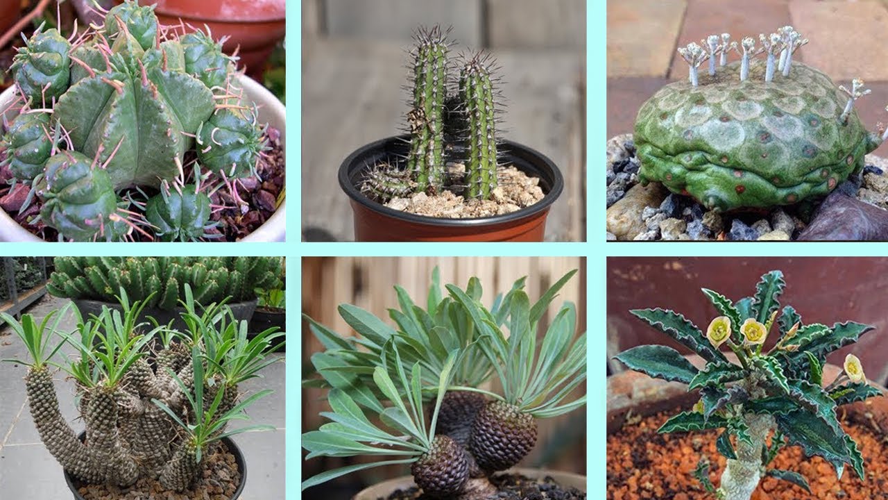 Los 20 tipos de Euphorbia más populares Con sus Nombres 😍!