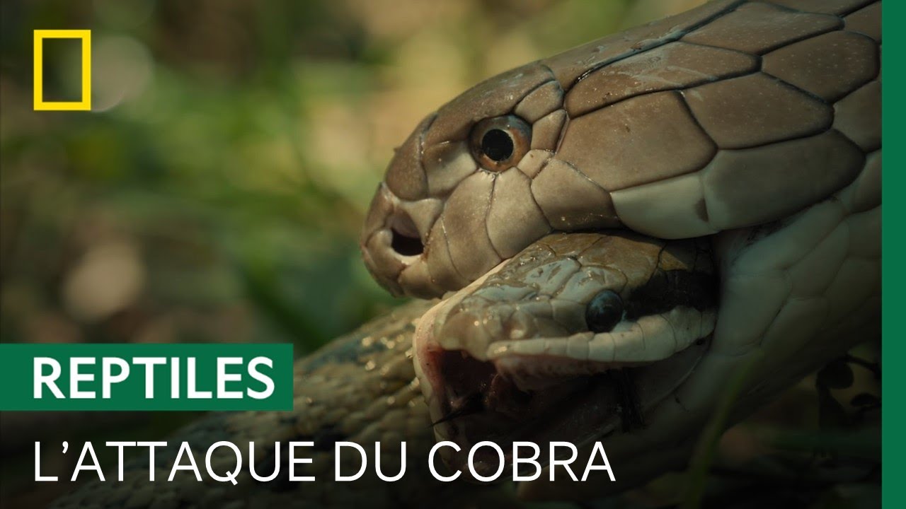 Un cobra engloutit un serpent ratier de 3 mtres