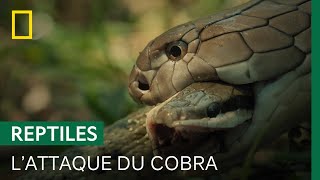Un cobra engloutit un serpent-ratier de 3 mètres