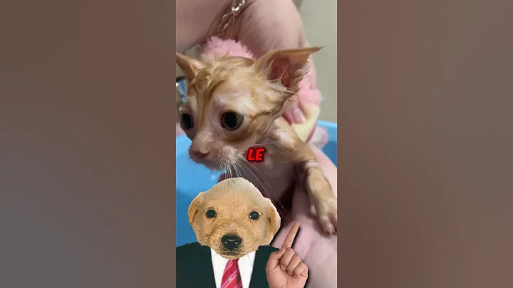 Video 10813281: cat bathing animation