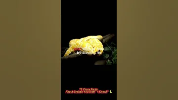 5 Crazy Things About Snake 