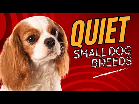 Top 7 Quiet Small Dog Breeds Perfect for Apartment Living Dogs 101