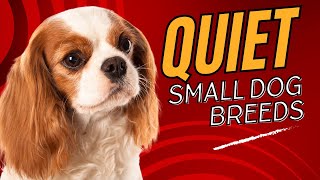 Top 7 Quiet Small Dog Breeds Perfect for Apartment Living Dogs 101