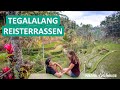 Tegalalang Reisterrassen Bali &amp; verrückte Affen im Ubud Monkey Forest ● Weltreise Vlog #020