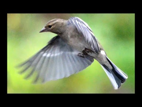 Video: Kus lõokes kasvab?