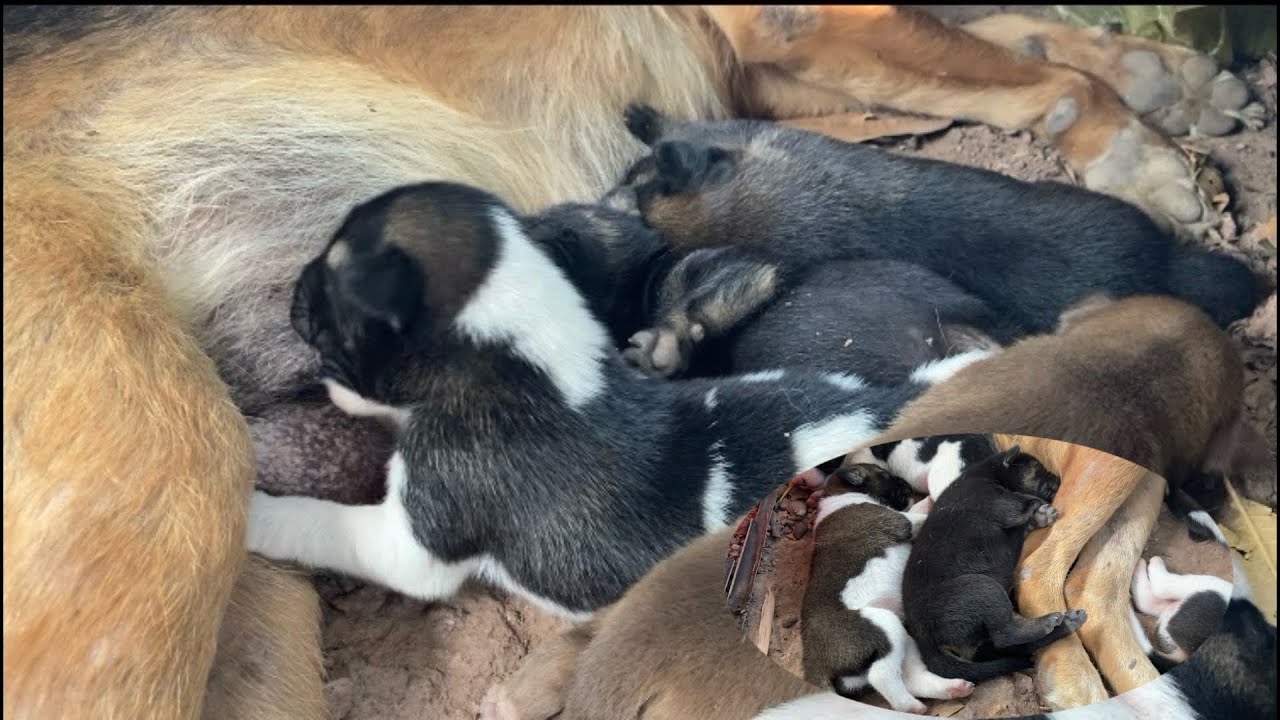 8-Day-Old Puppies With Fleas | Caring for Newborn Puppies