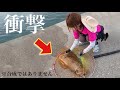 【衝撃映像】釣り人生最大の巨大イカを堤防から釣ってしまった‼