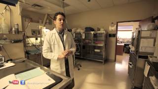 Animal Surgery - Anesthetic Safety and Monitoring