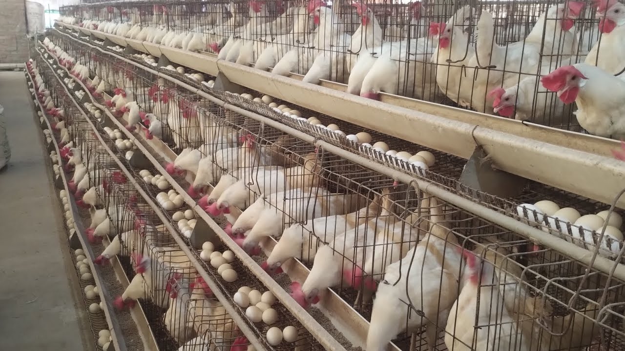 लेयर फॉर्म के बारे में कुछ महत्वपूर्ण जानकारियां ,कौन सा मुर्गियां है और किस तरह अंडा देती है 🙏🙏🙏🙏🙏