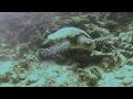 South ari atoll maldives scuba diving