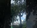 China travel on road mango tree