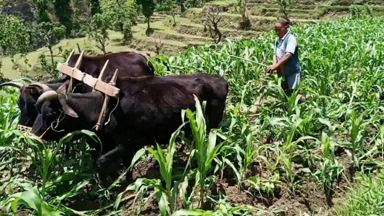 Agriculture in Nepal