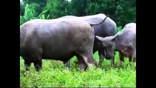 kustian   budak angon