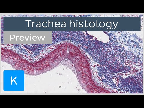Trachea: cells, tissues, histology slides (preview) - Human histology | Kenhub