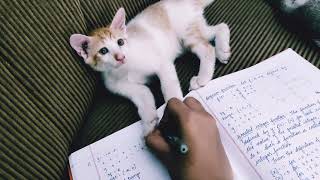 Kitten disturbs while writing 😂 by CAT Lover 537 views 2 years ago 2 minutes, 8 seconds