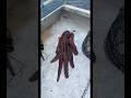 #JasonDeruloTV // Octopus 🐙 #GotPermissionToPost From @jordanmarciniak894 #SlowLow