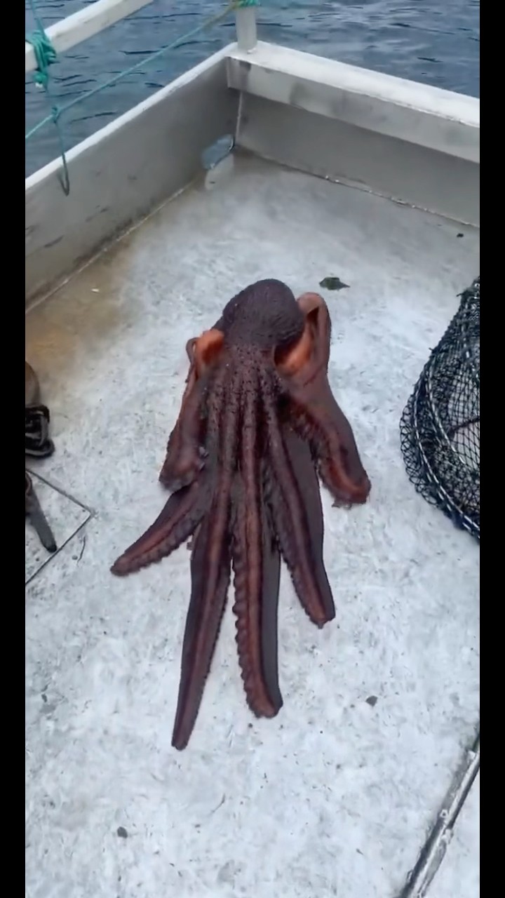 #JasonDeruloTV // Octopus ? #GotPermissionToPost From @jordanmarciniak894 #SlowLow