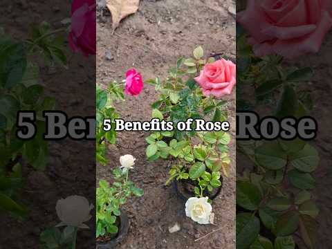 5 Benefits of  Rose.#rose #gardening