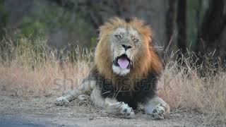 Andys Animal Alphabet Remastered