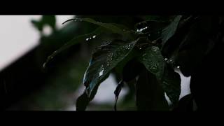 Pluvius Aestivus -- Fujifilm XT3  ||  Video Test