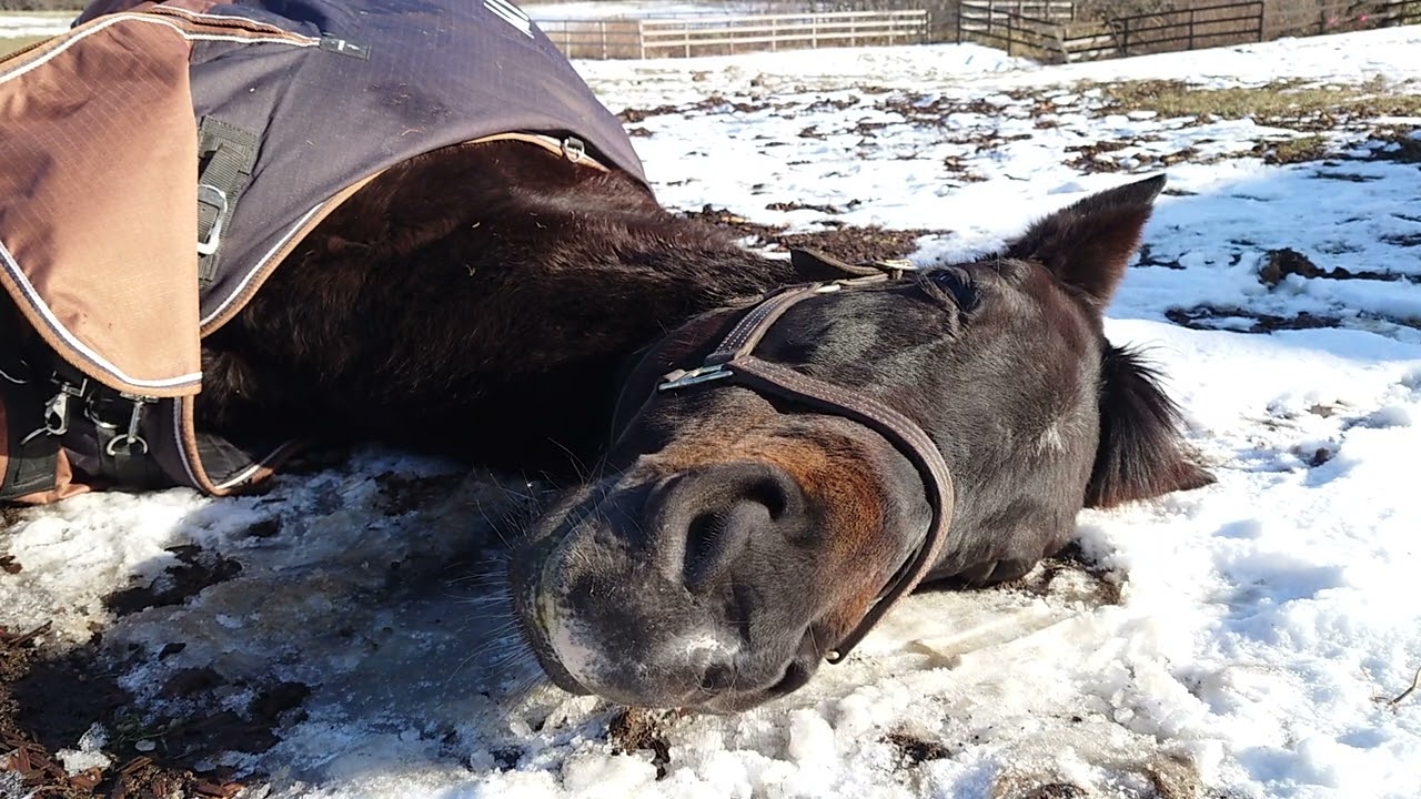 眠れる雪のレディ（無編集版）｜ヴェルサイユリゾートファーム